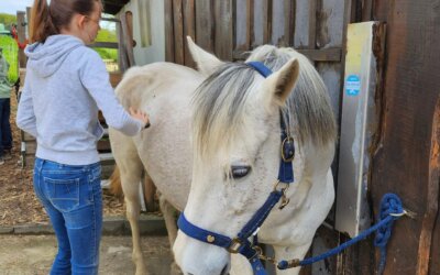 Reiten, Greifvögel und Kreativität – ein erlebnisreicher Tag für Jugendliche von 12-17 Jahren – 25.05.2025